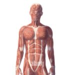 Human Anatomy For pharmacy students